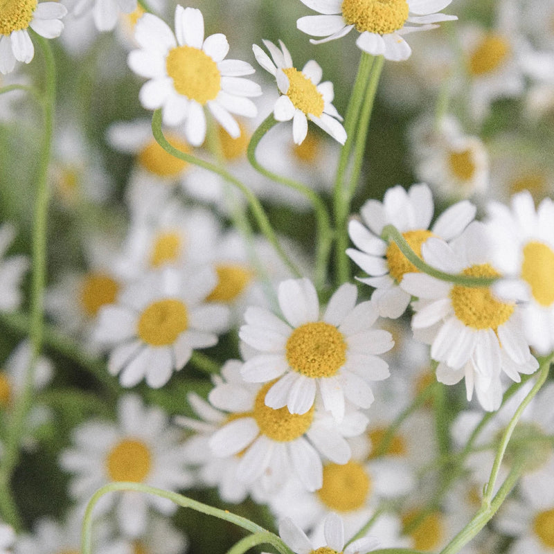 Feverfew Daisy Wholesale Cut Flower - Image