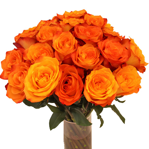 Fiction Sunset Bulk Rose