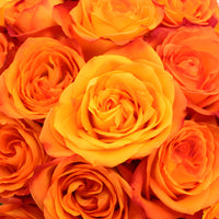 Fiction Sunset Bulk Rose