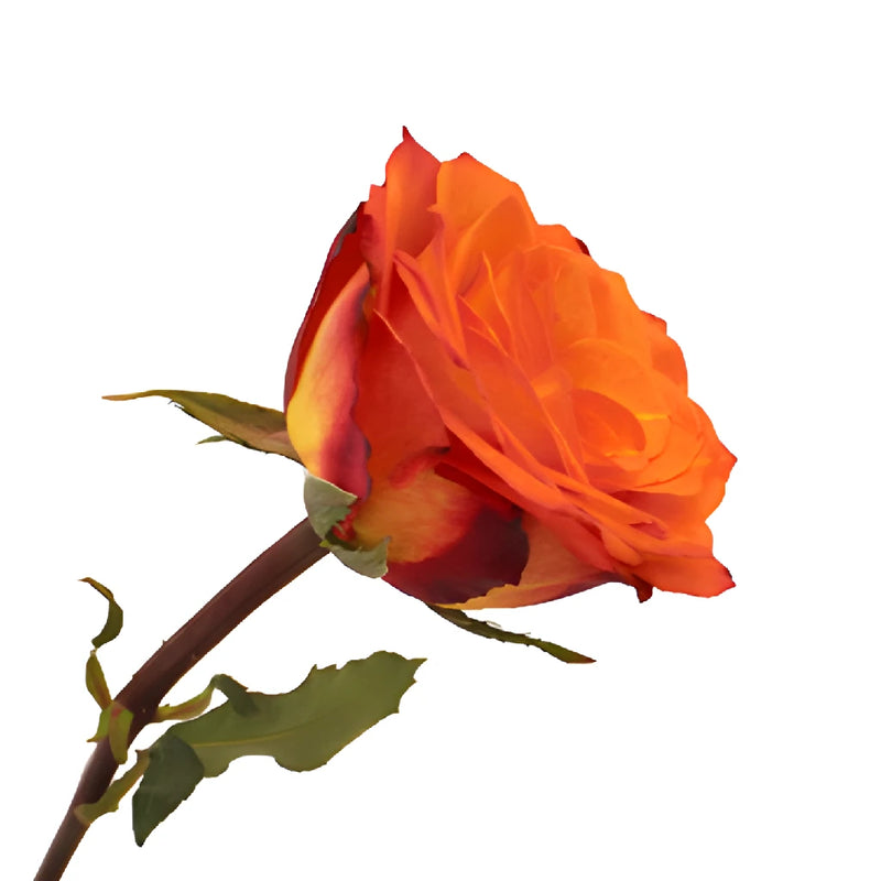 Fiction Sunset Bulk Rose