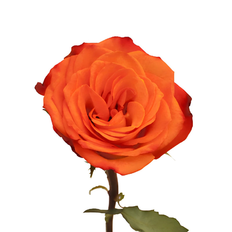 Fiction Sunset Bulk Rose