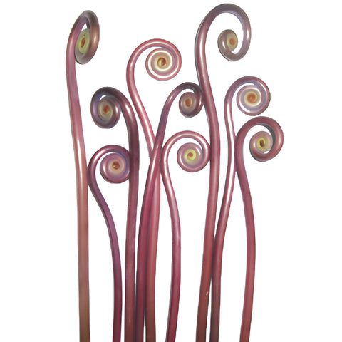 Wedding greenery fiddlehead fern filler flowers sold near me