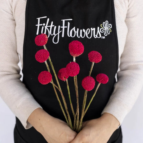 Fiesta Pink Bulk Craspedia Flower Apron - Image