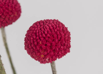 Fiesta Pink Bulk Craspedia Flower Close Up - Image