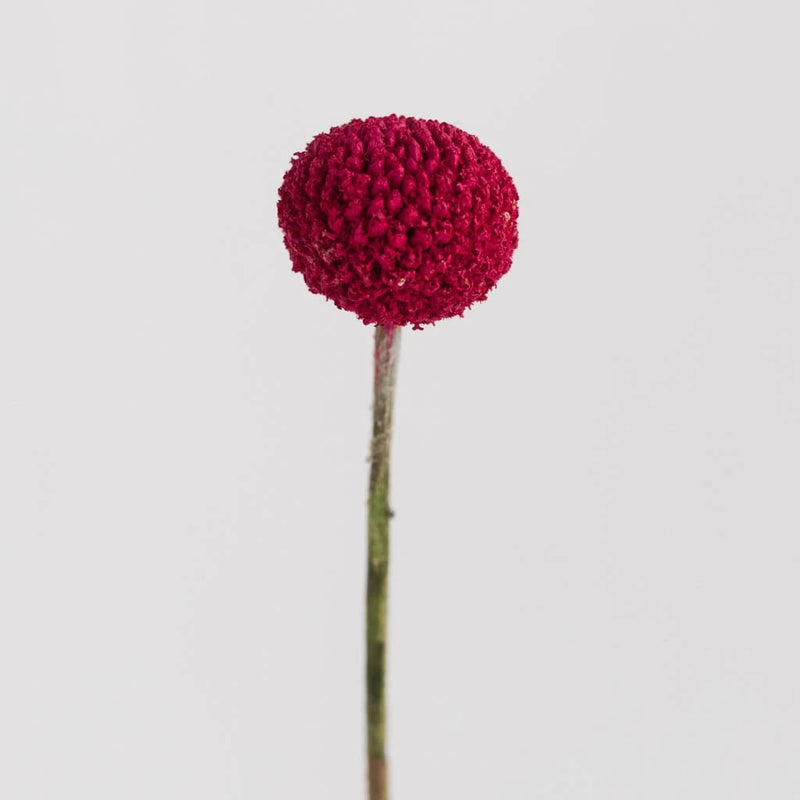 Fiesta Pink Bulk Craspedia Flower Stem - Image