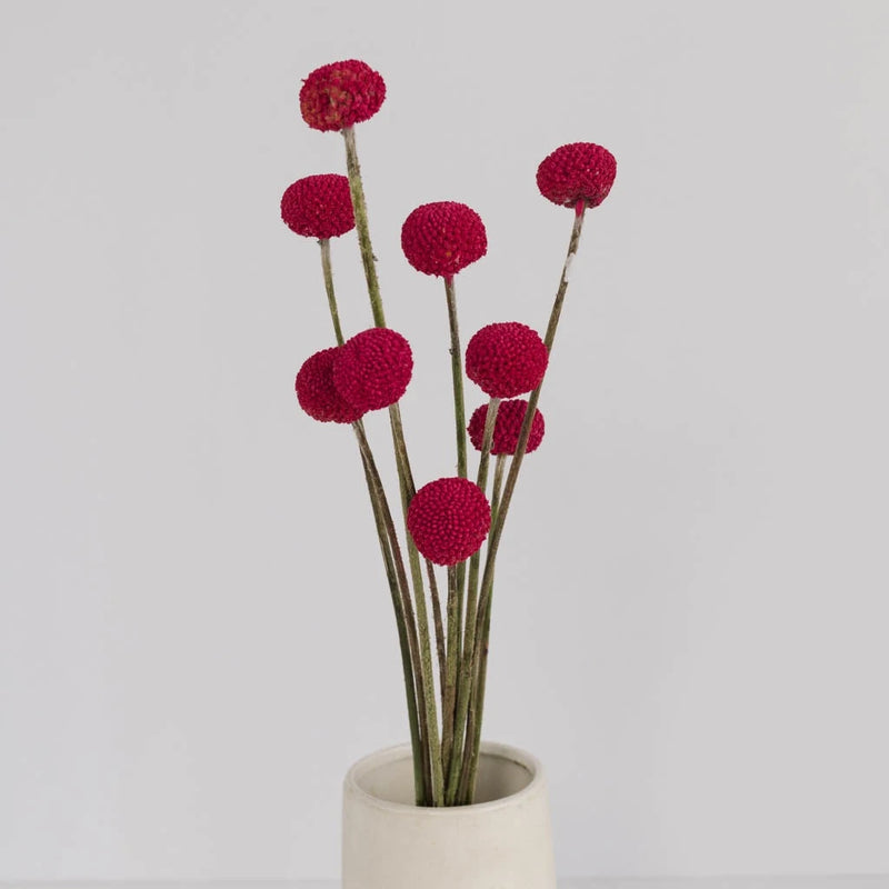 Fiesta Pink Bulk Craspedia Flower Vase - Image