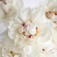 Fiesta White Peony Flowers Close Up - Image