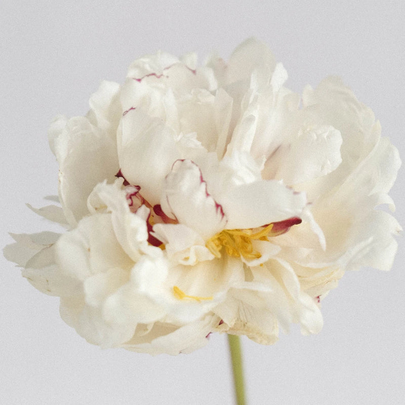 Fiesta White Peony Flowers Stem - Image