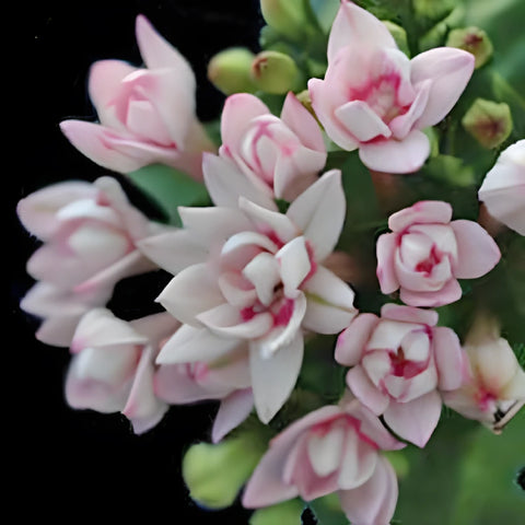 Light Pink Bouvardia Flowers
