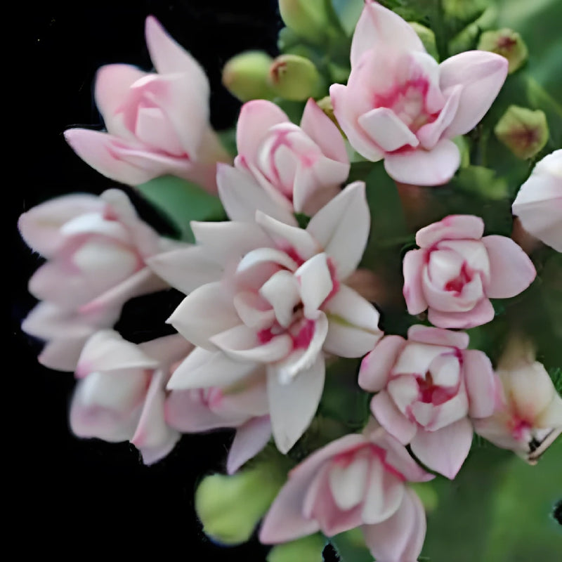 Light Pink Bouvardia Flowers