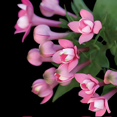 Gentle Pink Bouvardia Flowers