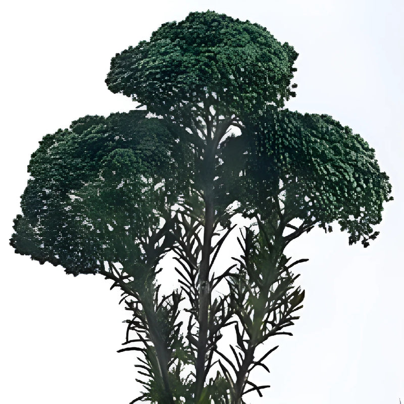 Green Tinted Rice Flower