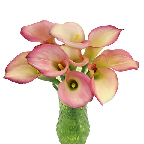 Ivory Raspberry Mini Calla Lily Flower