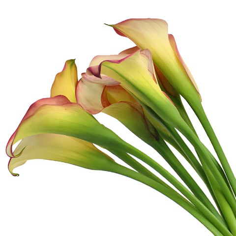 Ivory Raspberry Mini Calla Lily Flower