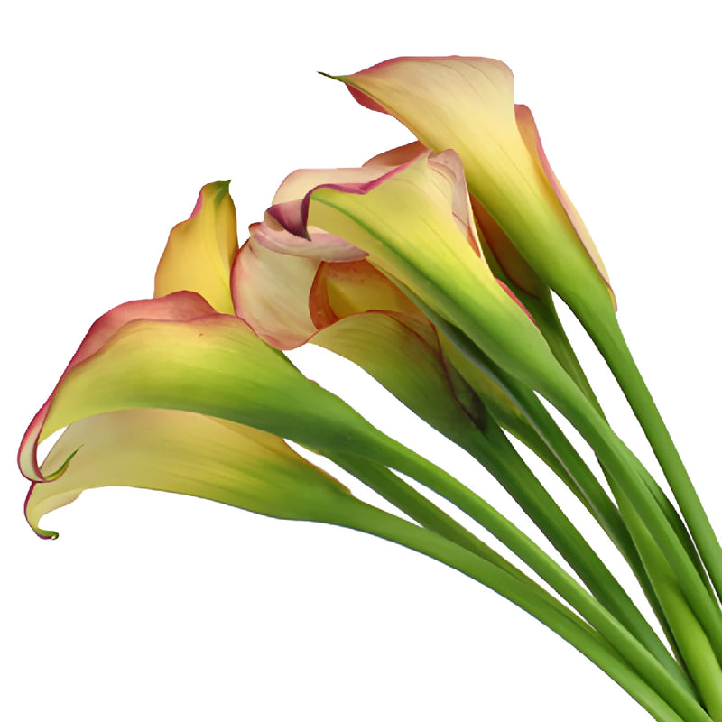 Ivory Raspberry Mini Calla Lily Flower