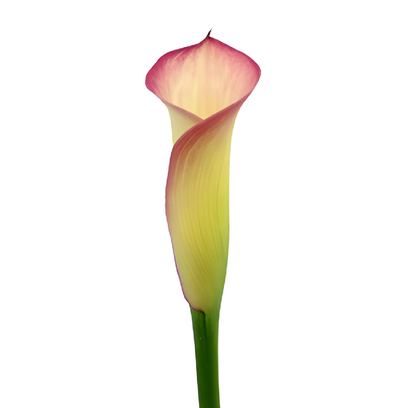 Ivory Raspberry Mini Calla Lily Flower
