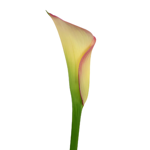 Ivory Raspberry Mini Calla Lily Flower