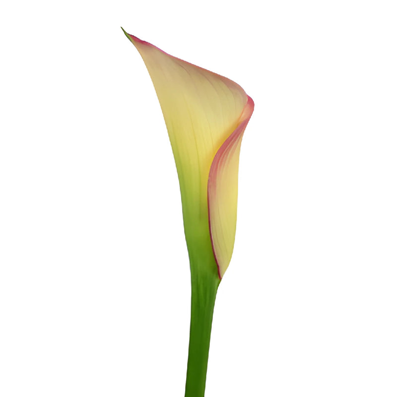 Ivory Raspberry Mini Calla Lily Flower