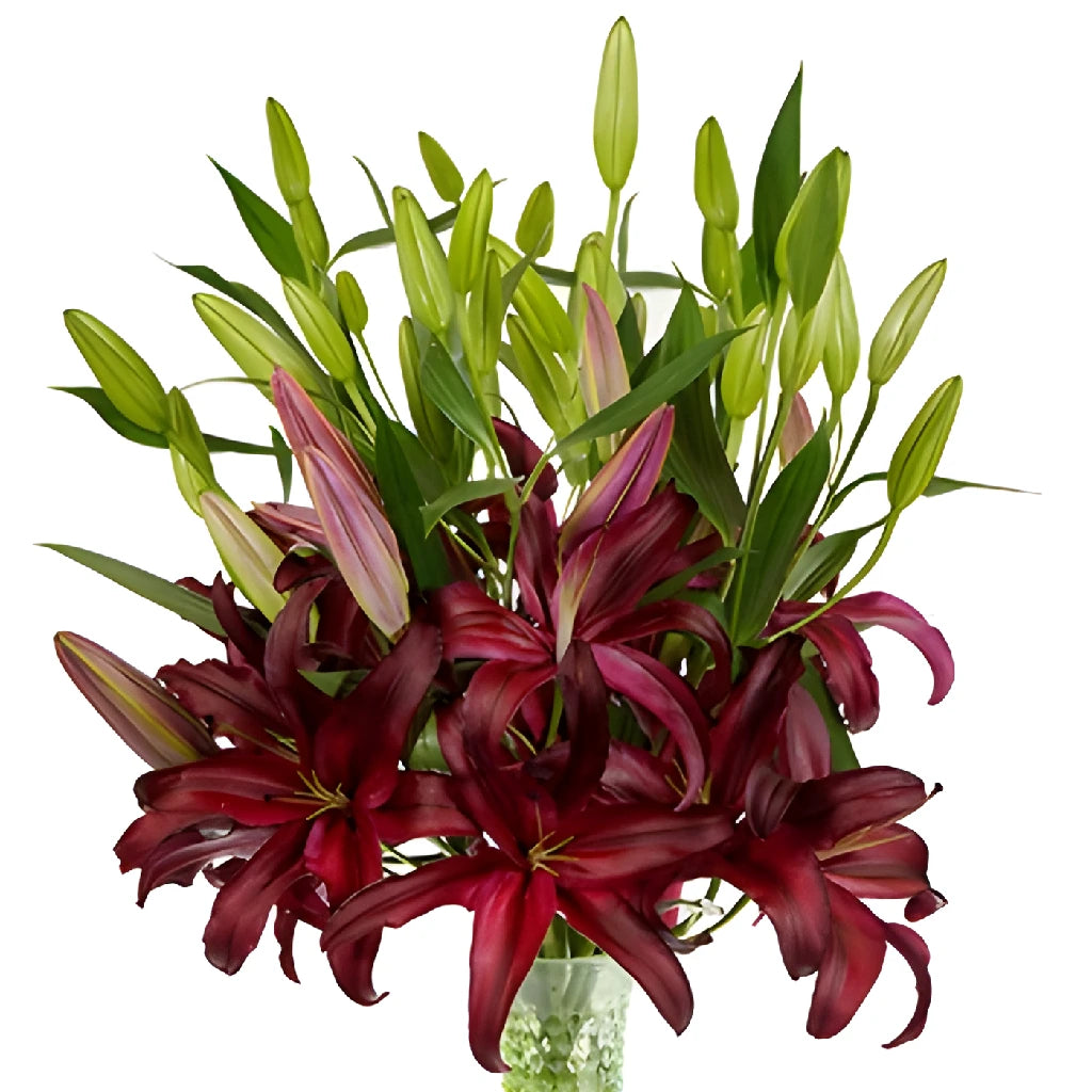 dark red lily flower Buy Wholesale Cabernet Red Oriental Lily in Bulk