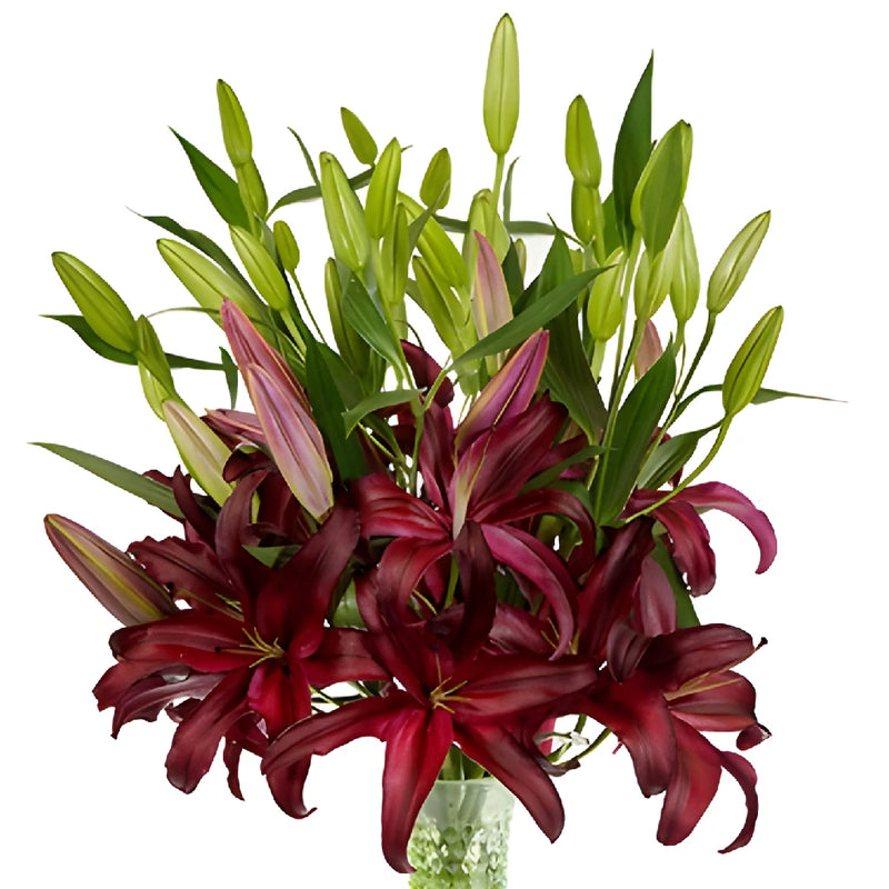 red lily flower shop Buy Wholesale Cabernet Red Oriental Lily in Bulk