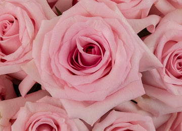 First Light Pink Rose Close Up - Image