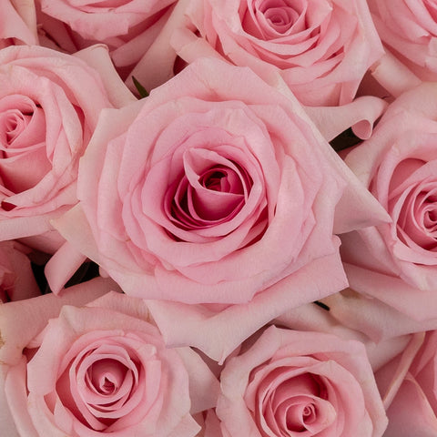 First Light Pink Rose Close Up - Image