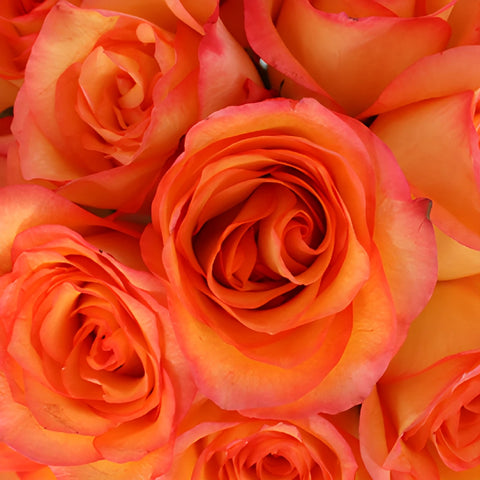 Flaming Encanto Rose