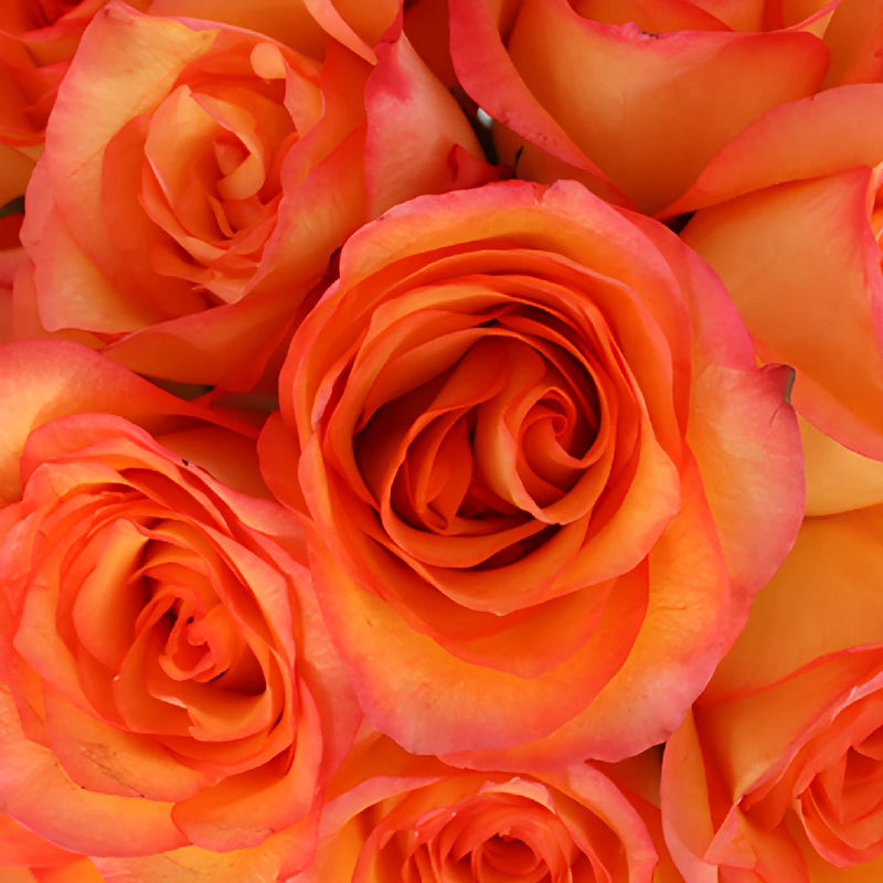 Flaming Encanto Rose