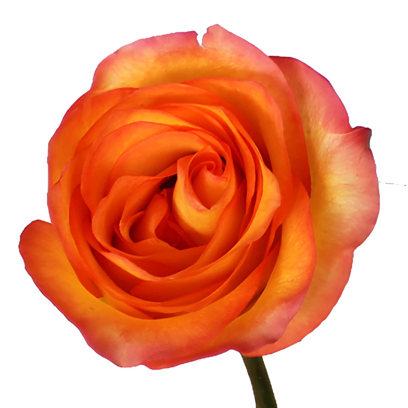 Flaming Encanto Rose