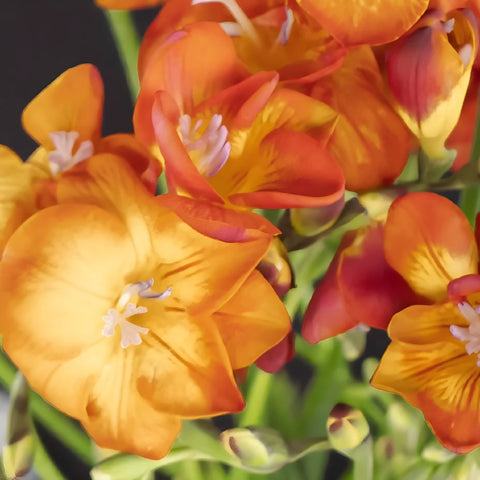 Flaming Red Freesia Flower Apron - Image