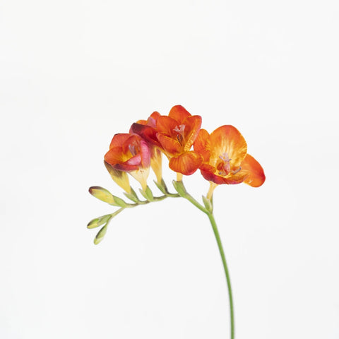 Flaming Red Freesia Flower Stem - Image