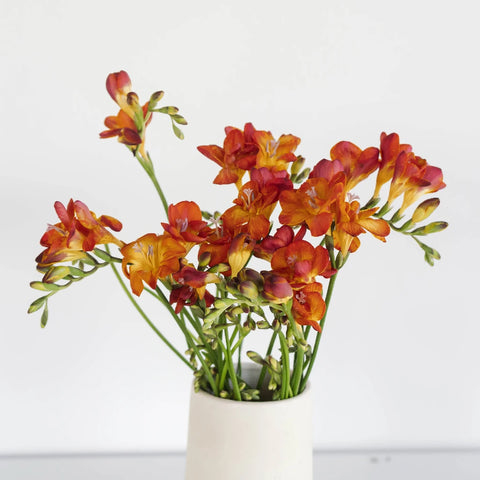 Flaming Red Freesia Flower Vase - Image