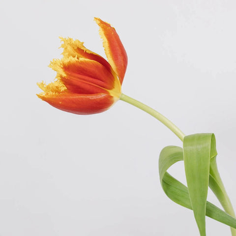 Flaming Red Frill Tulip Stem - Image