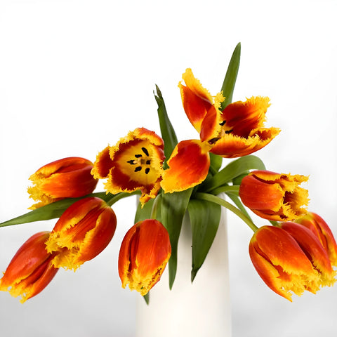 Flaming Red Frill Tulip Vase - Image