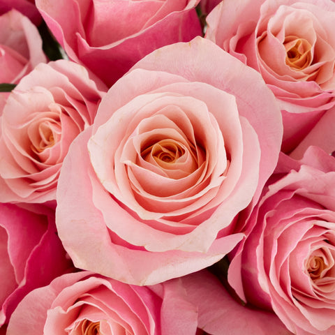 Flamingo Novelty Rose Close Up - Image