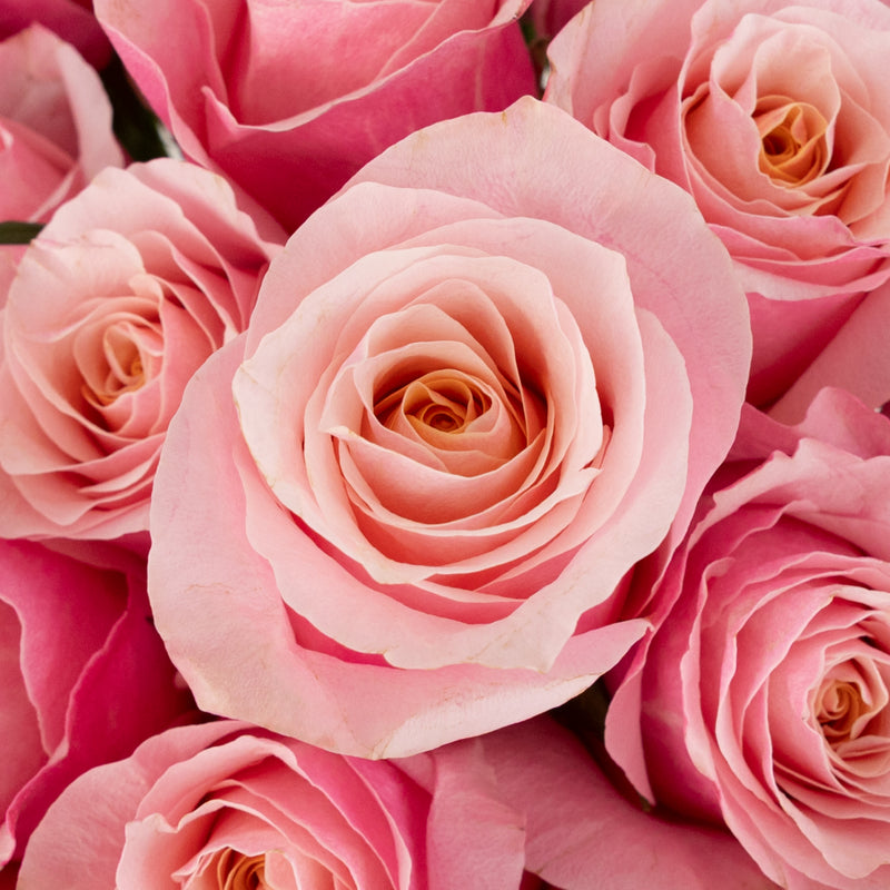 Flamingo Novelty Rose Close Up - Image