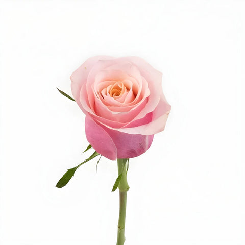 Flamingo Novelty Rose Stem - Image