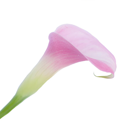 Pink Mini Calla Lily Flower