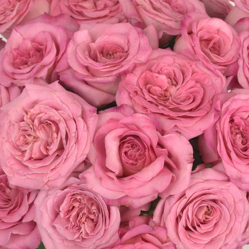 Flamingo Pink Garden Rose Close Up - Image