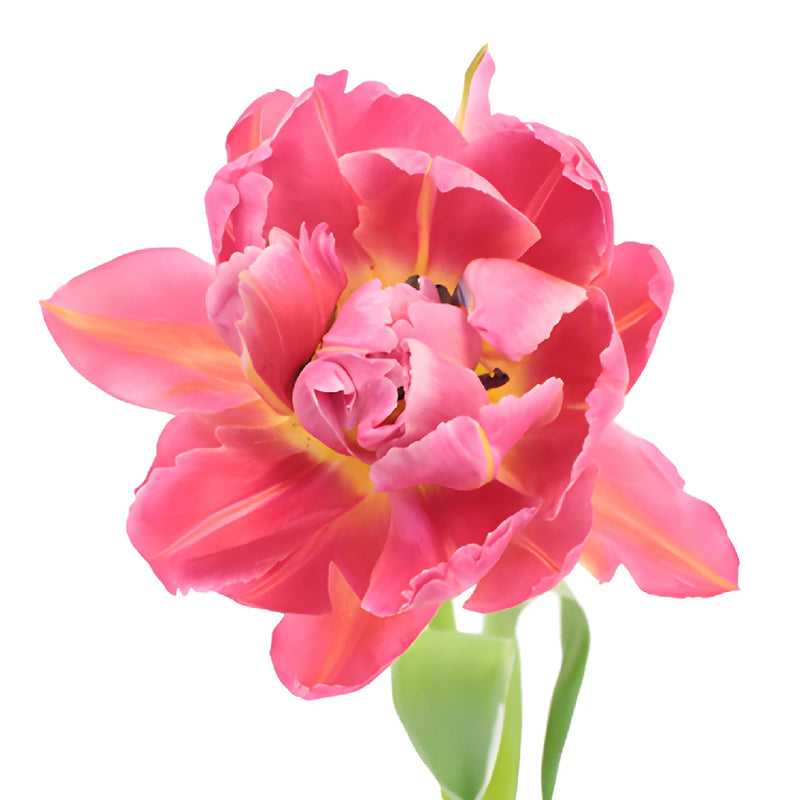 Flashpoint Pink Peony Tulip Wholesale Flower Up close