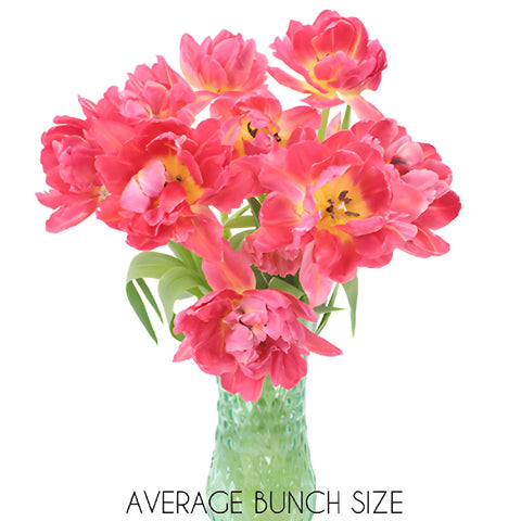 Flashpoint Pink Peony Tulip Wholesale Flower In a vase