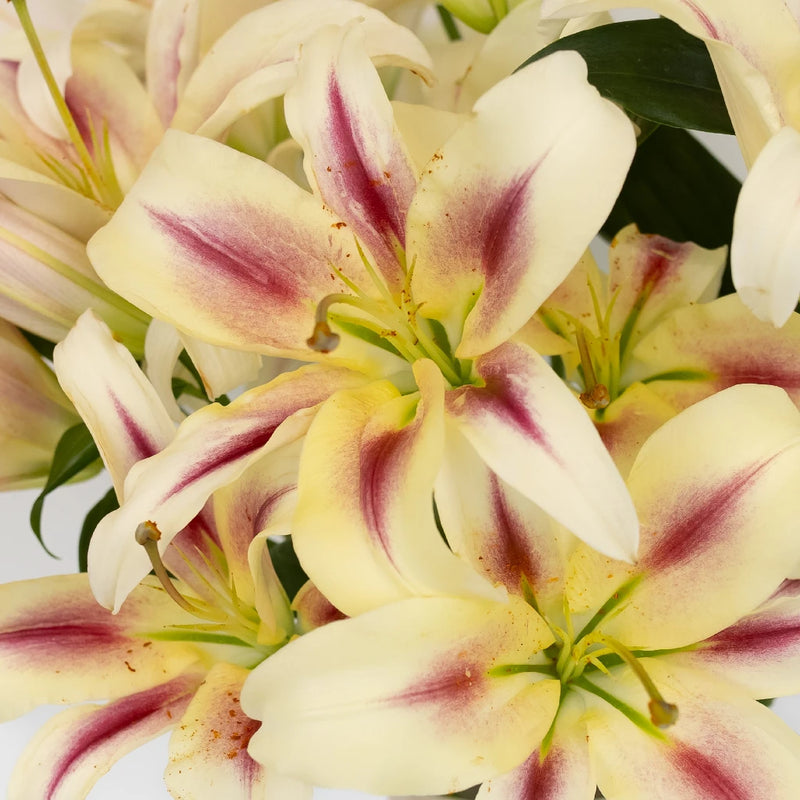 Flashy Hot Pink Oriental Lily Close Up - Image