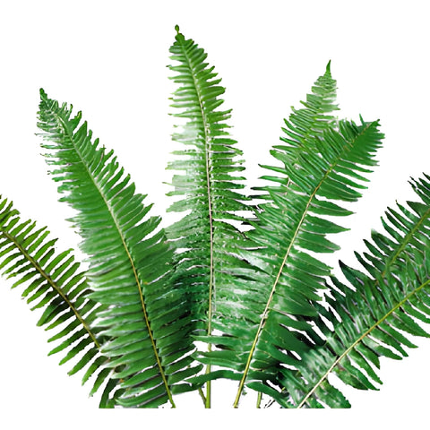 Wholesale greenery flat fern filler flowers sold as bulk