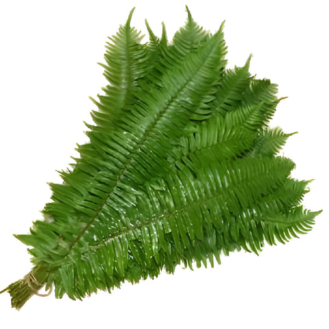 Fresh cut greenery flat fern filler flowers sold near me for delivery