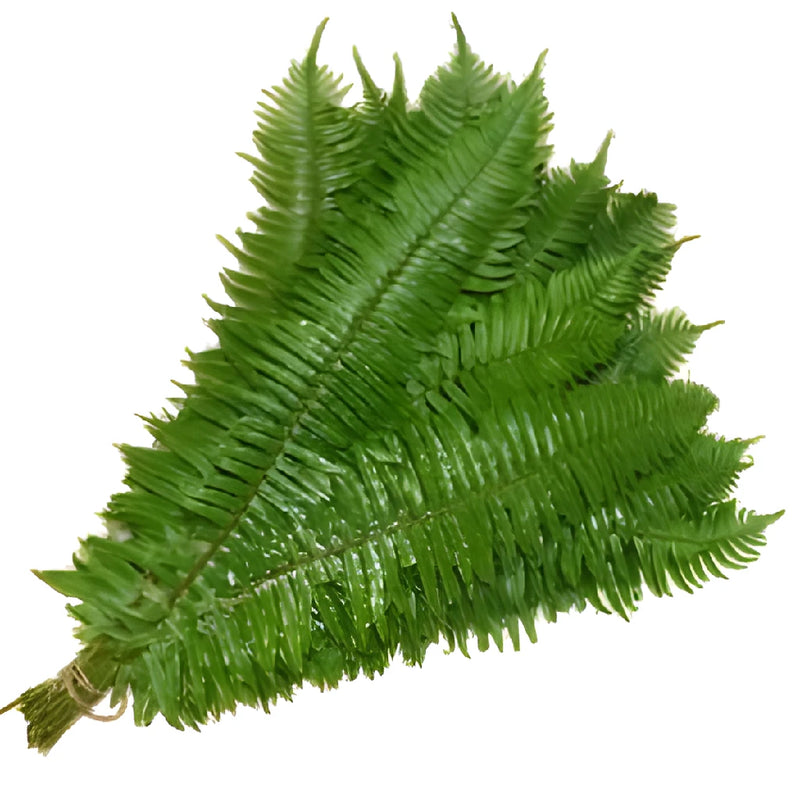 Fresh cut greenery flat fern filler flowers sold near me for delivery