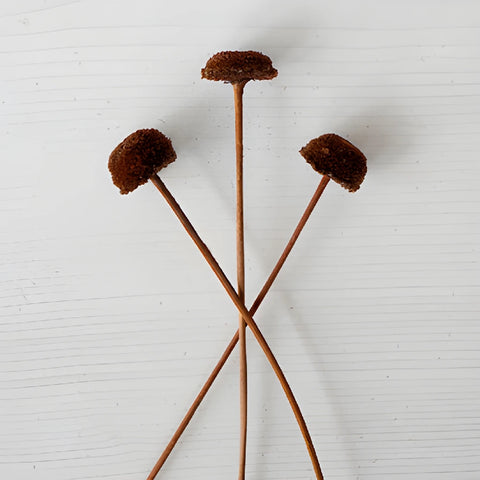 Chocolate Truffle Dried Floral Buttons