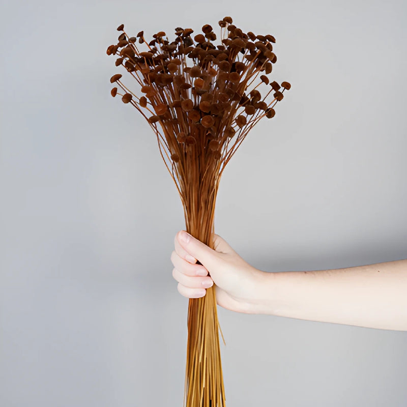 Chocolate Truffle Dried Floral Buttons