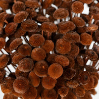 Chocolate Truffle Dried Floral Buttons