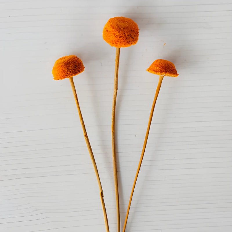 Burnt Orange Dried Floral Buttons