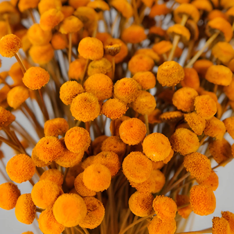 Burnt Orange Dried Floral Buttons